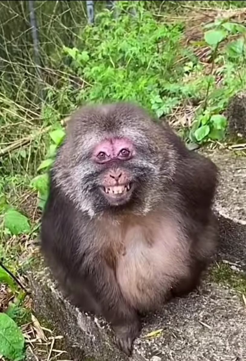 XingXing the viral monkey