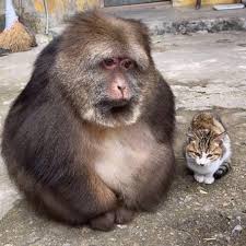 XingXing with cat friend